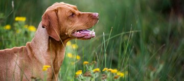 Eine Nahaufnahme eines Magzar Vizsla Hundes.