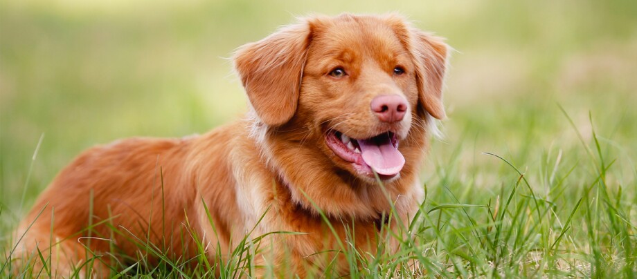 Ein Nova Scotia Duck Tolling Retriever liegt im Gras Ein Nova Scotia Duck Tolling Retriever liegt im Gras