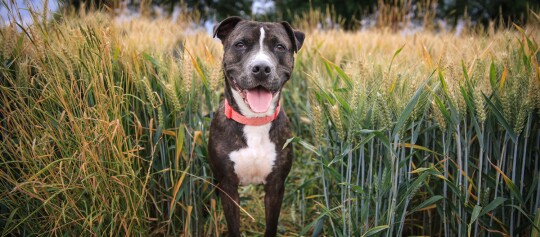 Ein Staffordshire Bullterrier steht in einem Weizenfeld