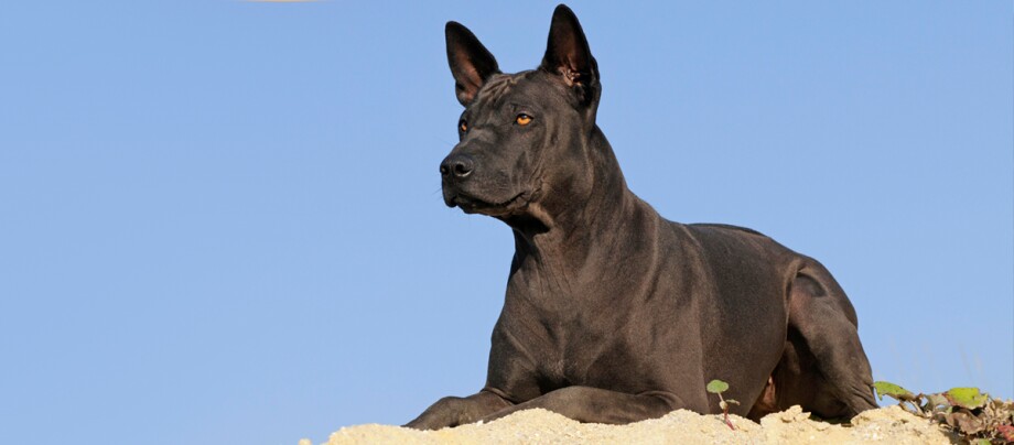 Ein Thai Ridgeback Ein Thai Ridgeback