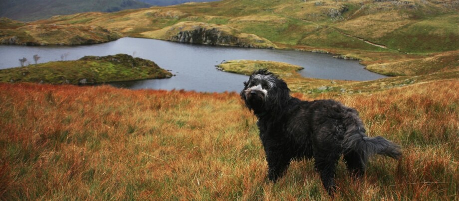 ratgeber_hund_rasse_portraits_tibet-terrier_2_1200x527. Ein Tibet Terrier im Vordergrund eines Sees.