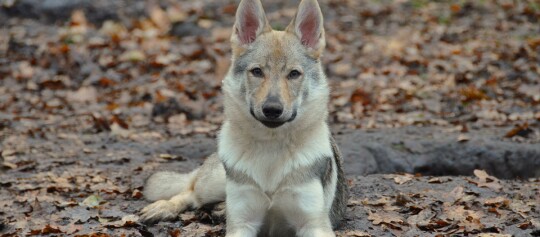 Un chien-loup tchécoslovaque allongé de face dans une forêt.