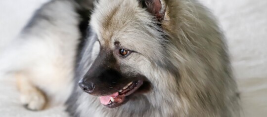 Eine Nahaufnahme eines Wolfsspitz