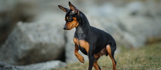 Ein Zwergpinscher.