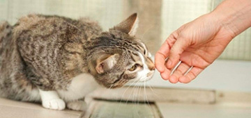 vis_katzenkuschler Tierisch engagiert katzenkuschler