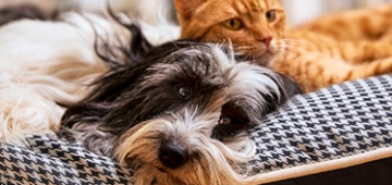 vis_streicheln_streichen Tierisch engagiert Ehrenamt streicheln und kuscheln