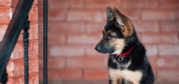 vis_tiertafel Tierisch engagiert ehreanamt tiertafel