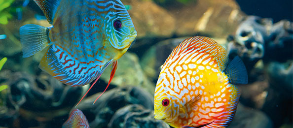 Aquarium_Übersicht_1200x527 Süsswasserfische schwimmen im Aquarium.