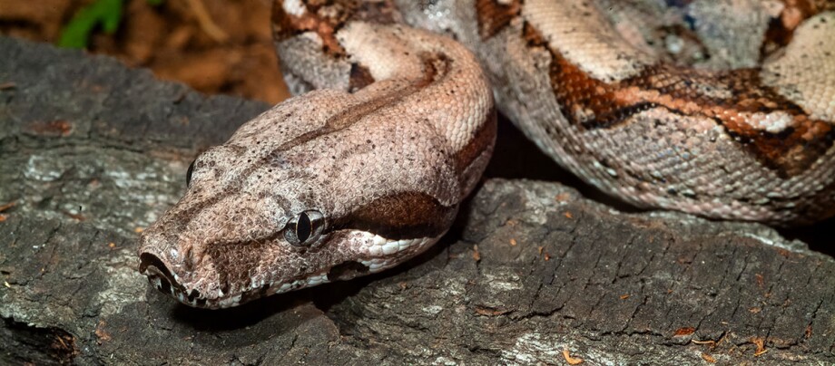 Eine Boa Gros plan sur la tête d'un boa constrictor