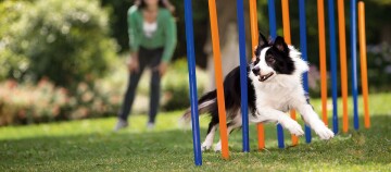 Ein Hund beim Agility Sport