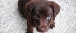 Ein Welpe schaut in die Kamera