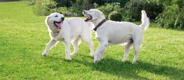 Zwei Hund spielen miteinander.