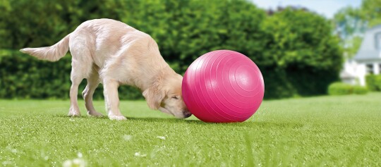 Ein Hund beim Treibball