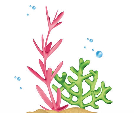 Pflanzen-mittig_klein Wasserpflanzen