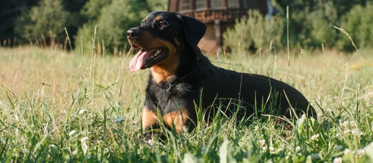 Ein Beauceron liegt auf einer Wiese