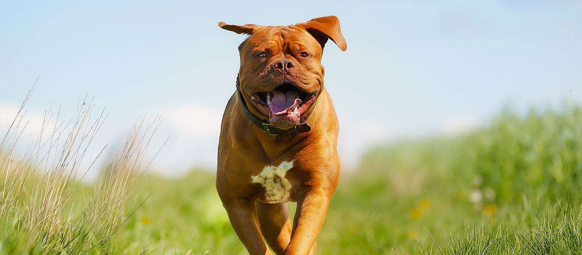 Eine Bordeaux Dogge rennt über ein Feld