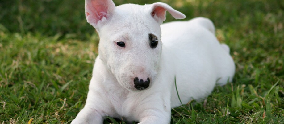 Ratgeber_Hund_Bull_Terrier_1200x527 Ein Bullterrier Welpe