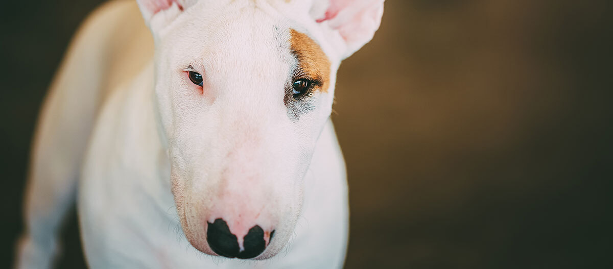 Ratgeber_Hund_Bullterrier_1200x527 Eine Nahaufnahme eines Bullterrier