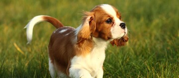 Ein Cavalier King Charles Spaniel Welpe läuft über eine Wiese