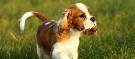 Ein Cavalier King Charles Spaniel Welpe läuft über eine Wiese