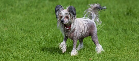 Ein Chinesischer Schopfhund läuft über die Wiese.