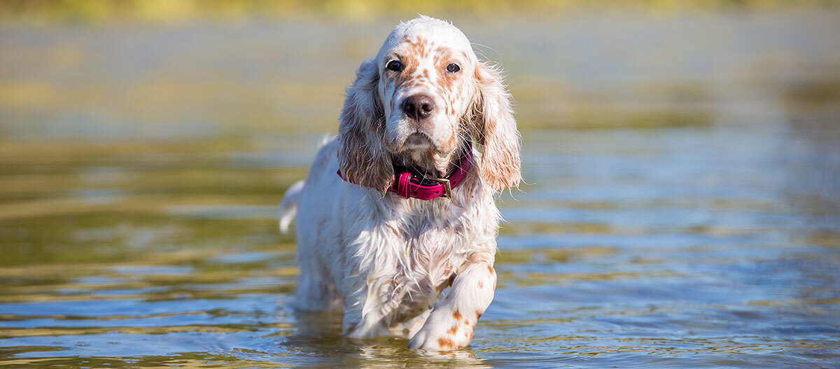 Ratgeber_Hund_English_Setter_1200x527 Ein Hund läuft durchs Wasser.