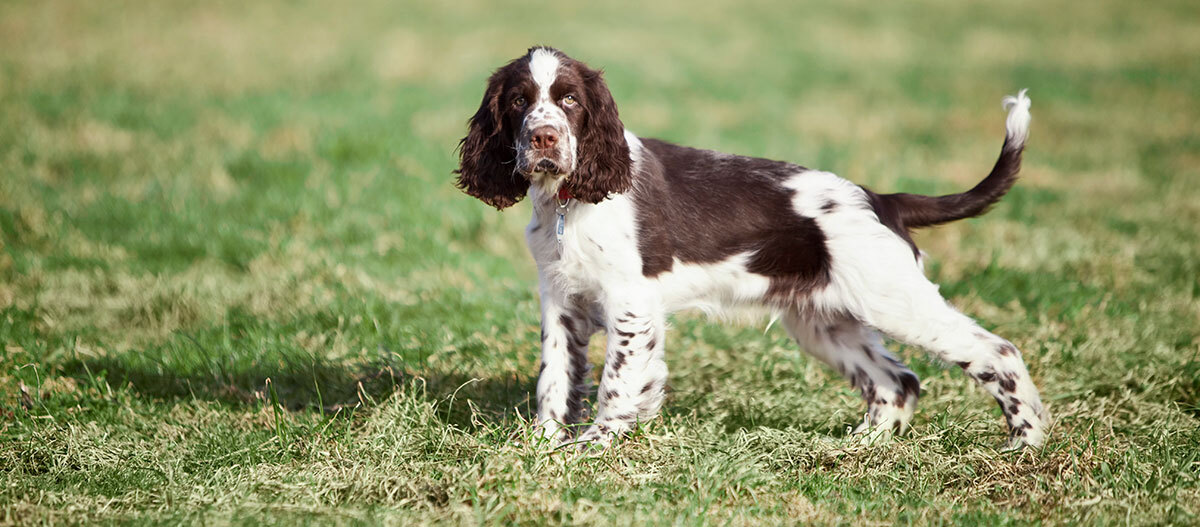 Ratgeber_Hund_English_Springer_Spaniel_1200x527 Ein English Springer Spaniel