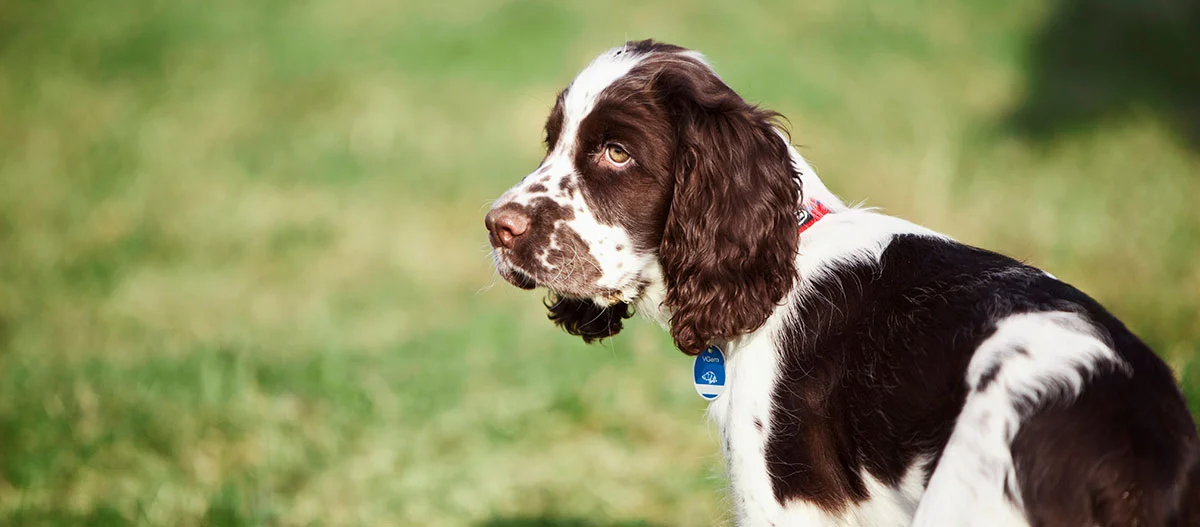 Ein English Springer Spaniel Welpe