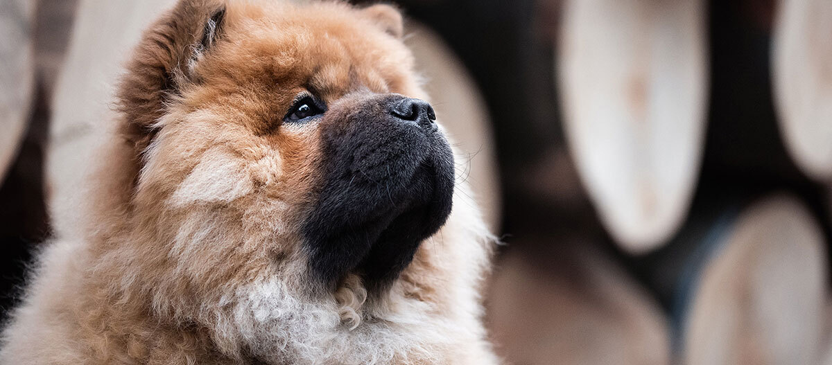 Eine Nahaufnahme eines Chow Chow Eine Nahaufnahme eines Chow Chow