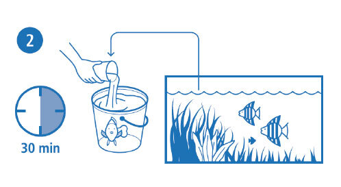 Schritt2_Fisch Schritte zum befüllen eines Aquariums