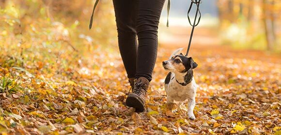 Hund und Besitzer bei Spaziergang im Herbstwald Hund und Besitzer bei Spaziergang im Herbstwald