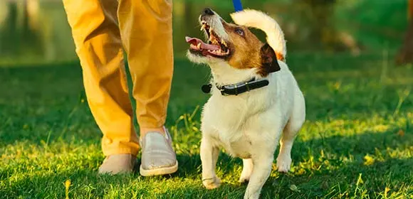 Gehorsamer Hund, Kleiner Hund hört auf Herrchen