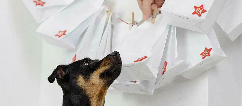 Hund_Ratgeber_Adventkalender_Verhältnis_1200x524 Adventskalender für Hunde