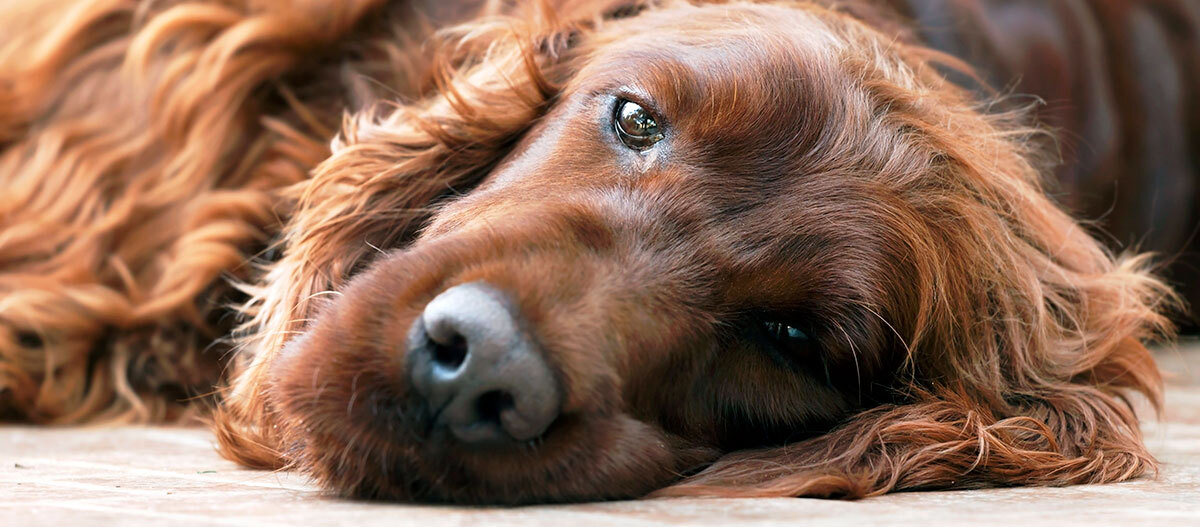 Irish Setter