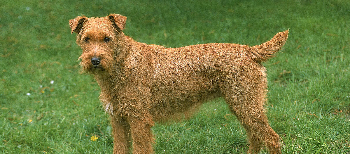 Ratgeber_Hund_Irish_terrier_1200x5227 Irish Terrier