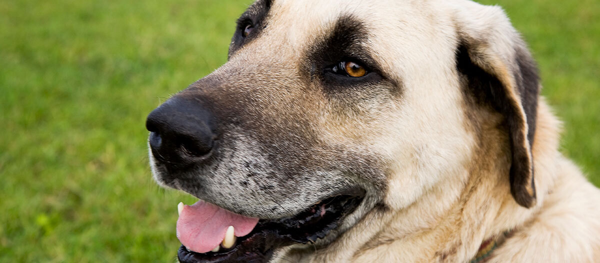 Eine Nahaufnahme eines Kangal Eine Nahaufnahme eines Kangal