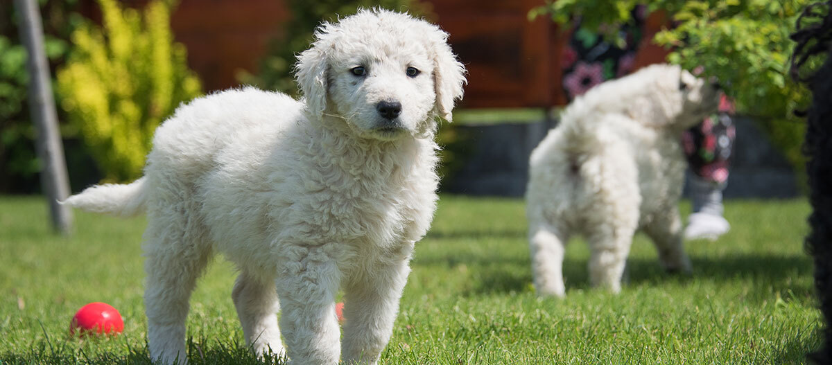 Ratgeber_Hund_Kuvasz_1200x527 Ein Kuvasz Welpe