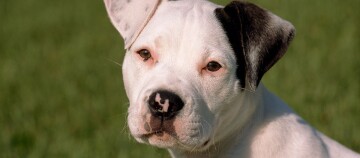 Ein American Bulldog Welpe