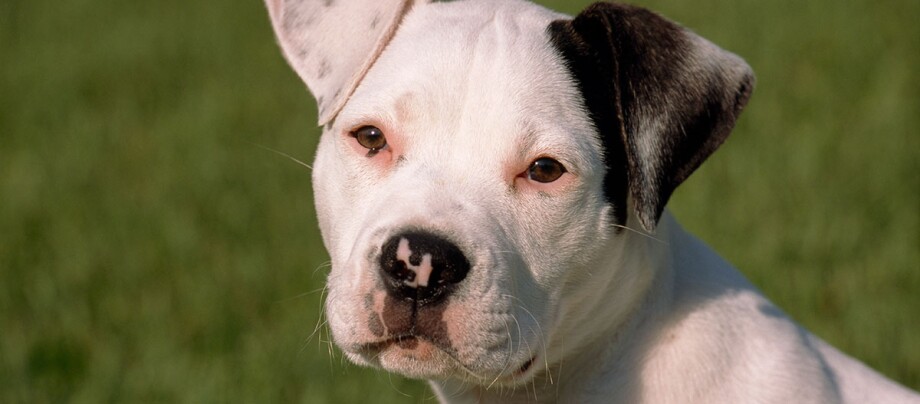 Ein American Bulldog Welpe