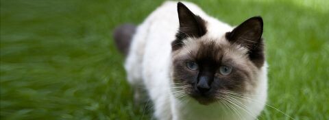 Eine Nahaufnahme einer Ragdoll Katze.