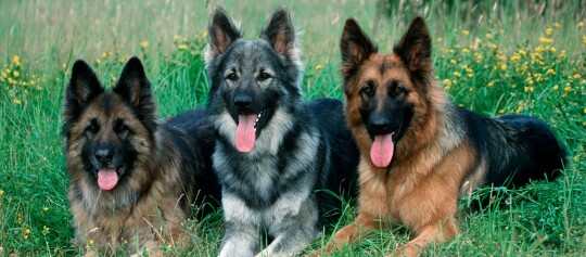 Altdeutscher Schäferhund