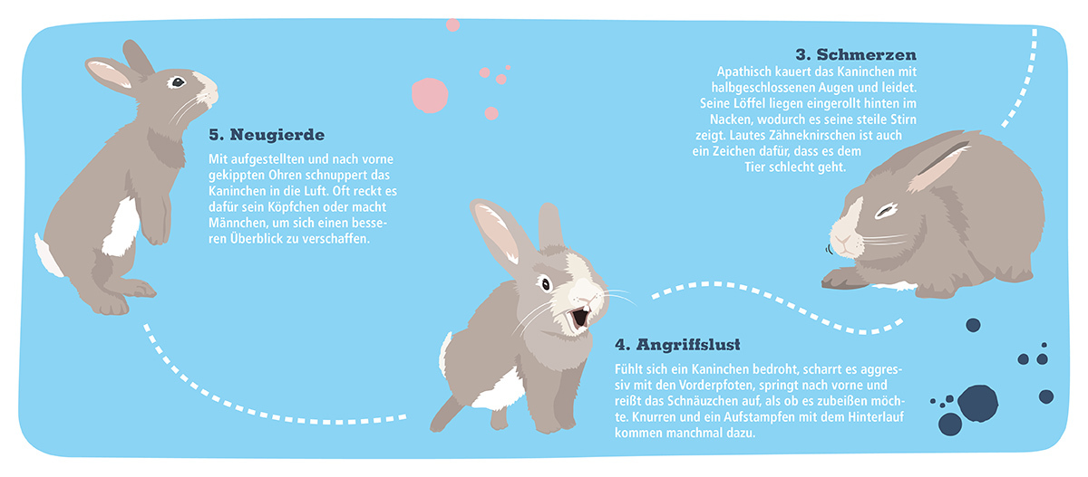 02_0121_Online_Kaninchen_Stimmungen_Infografik_Teaser (1) Körpersprache Kaninchen