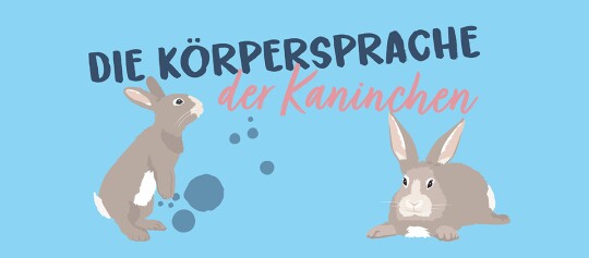 Körpersprache Kaninchen