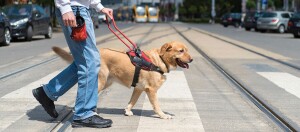 Ein Begleithund führt seinen Besitzer über die Straße