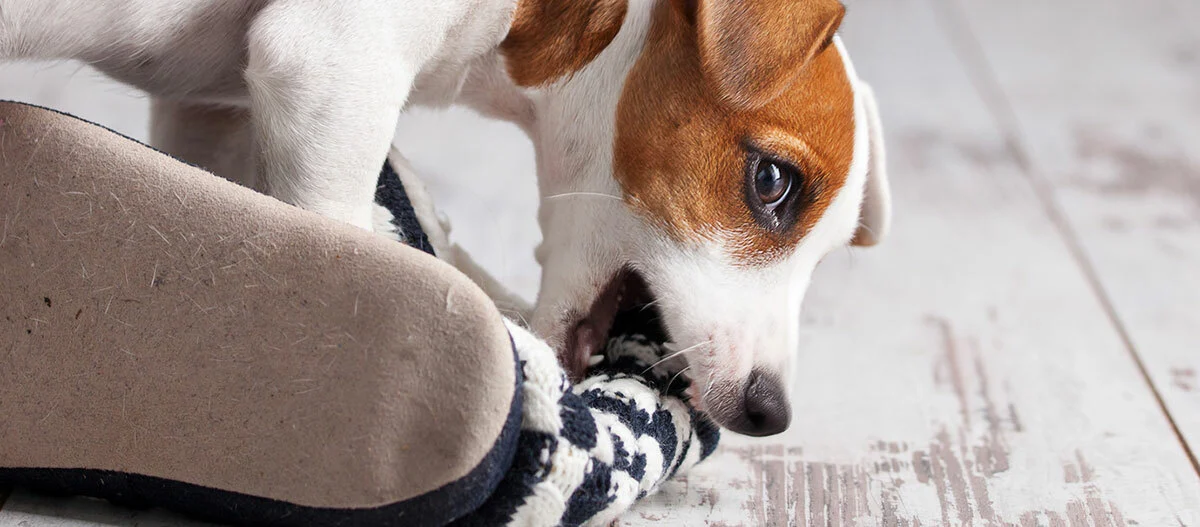 Welpe beißt in Hausschuh