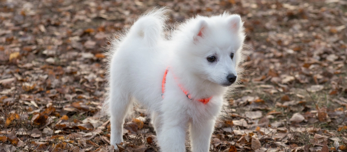 Ein Japan-Spitz Welpe.