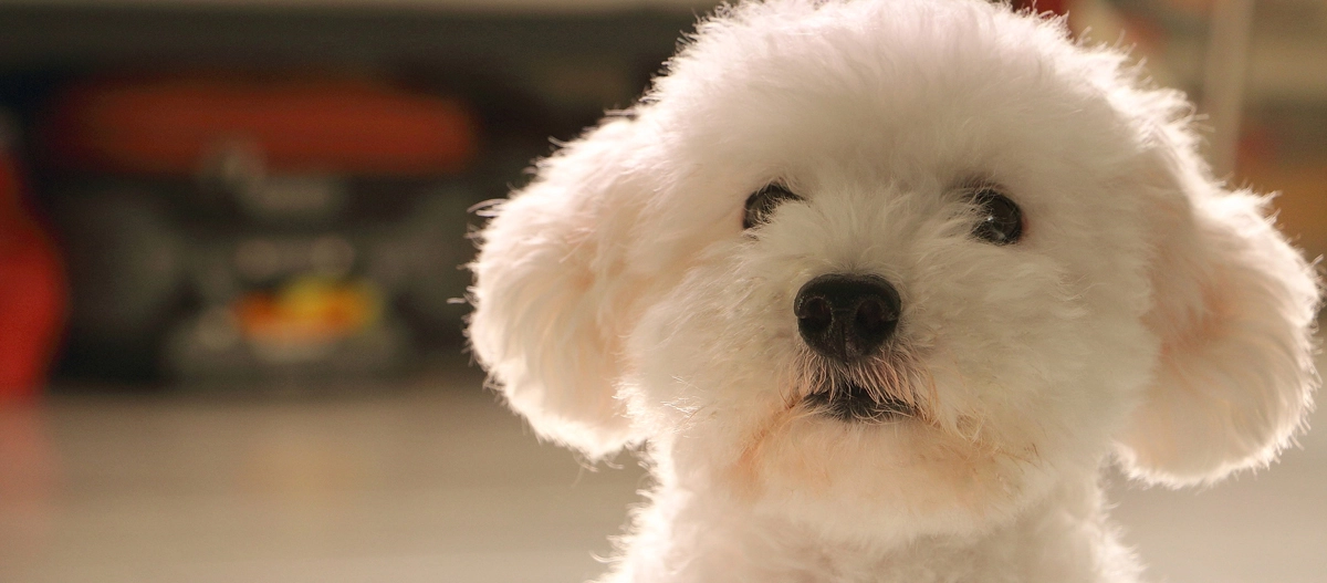 Ein weißer Bologneser Hund