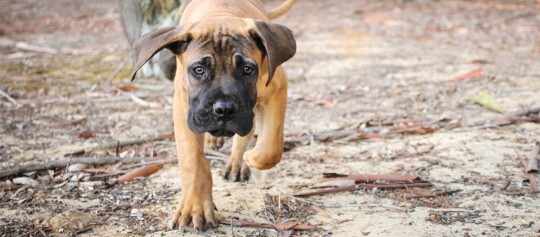 Ein Bullmastiff rennt