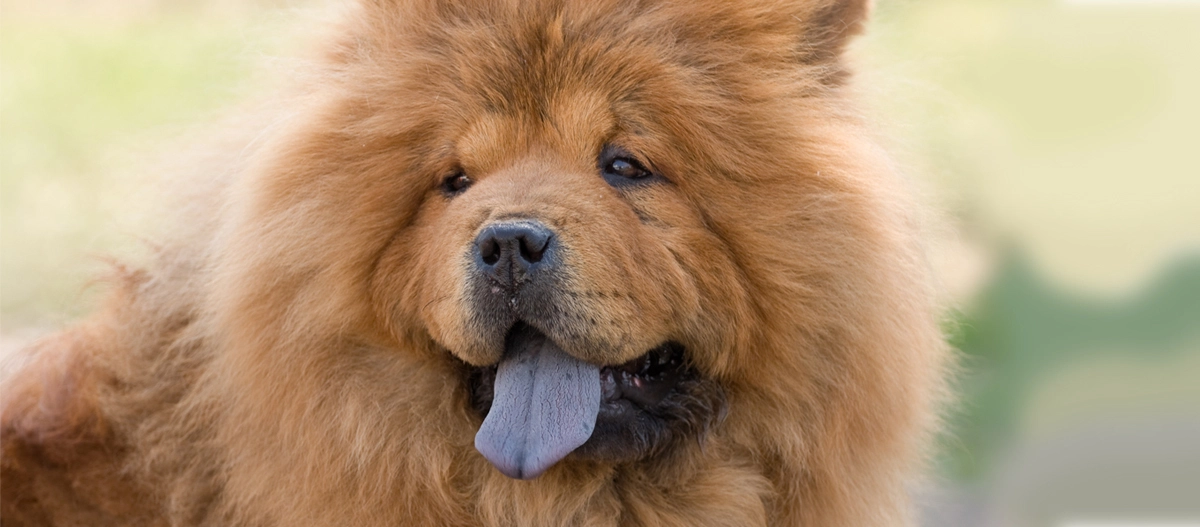 Chow Chow Hund mit einer Löwenmähne