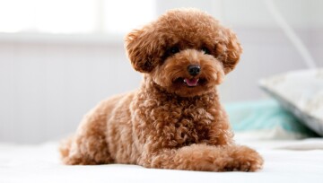 Ein Pudel liegt auf einem Bett